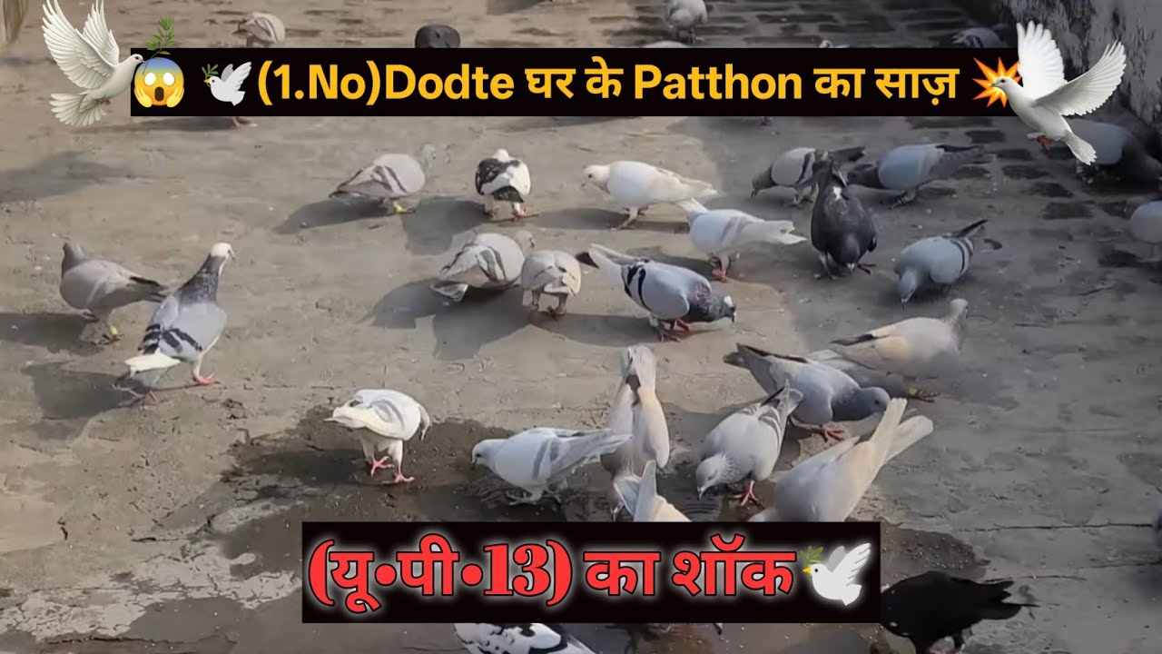 😱🤯🐦🕊️ Zabardast Doadte huwe 51 Kabutar #kabuterbazi #pigeon #vairal #bird #shorts @Kabutarbaziup13 