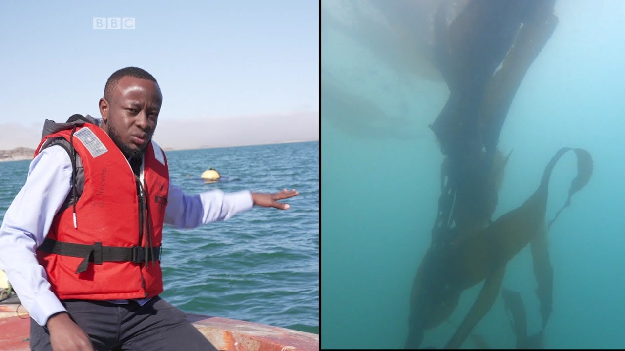 BBC: Underwater Seaweed Farming in Namibia