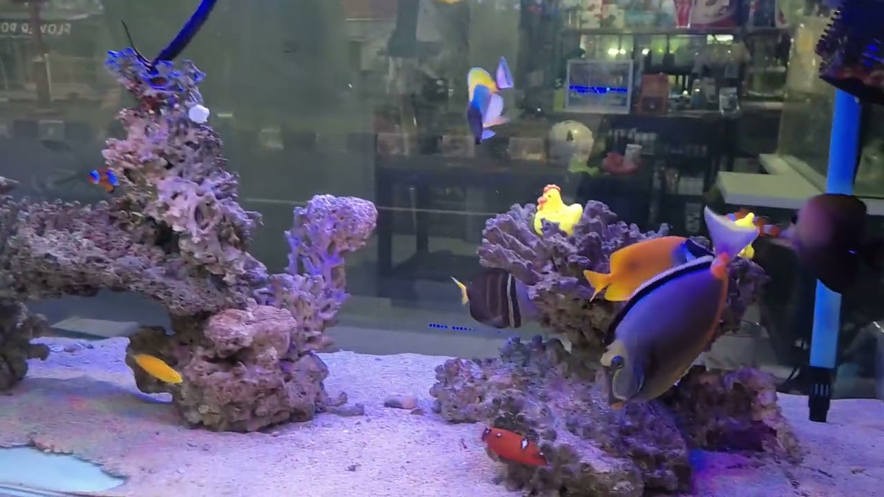 aquarium laut fish onli pake skimer DIY sendiri