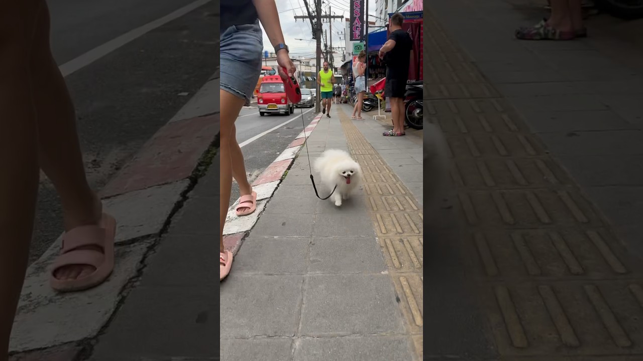 Иду в горку на пляж Карон #шпиц #пляж #море #отпуск #spitz #dog #pappy #rolex
