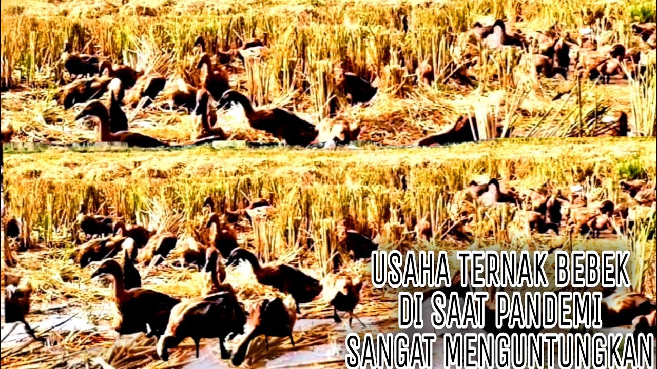 Duck farming today is very profitable || malang kebonagung punya cerita