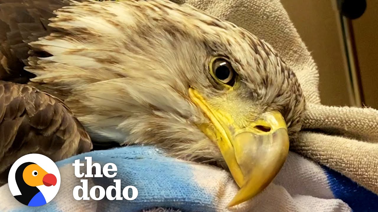 Ветеринар помогает белоголовому орлану снова научиться летать | The Dodo
