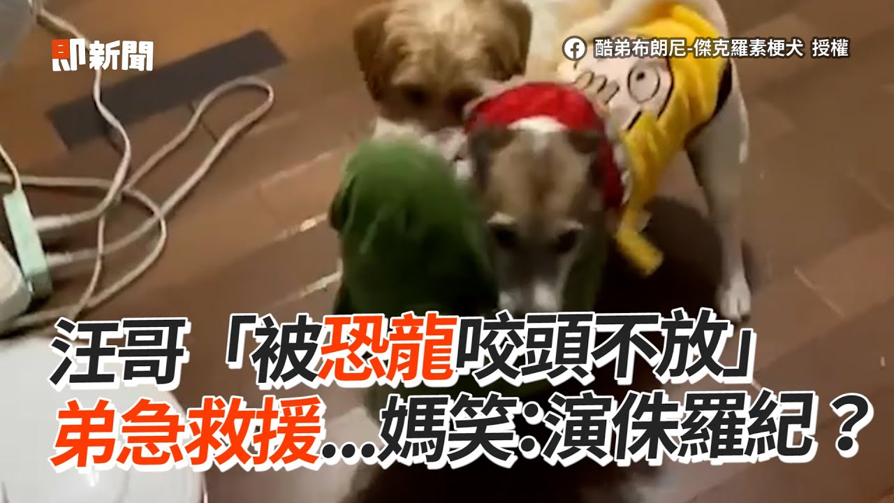 汪哥「被恐龍咬頭不放」　弟急救援...媽笑：演侏羅紀？│寵物│狗狗│Pet│