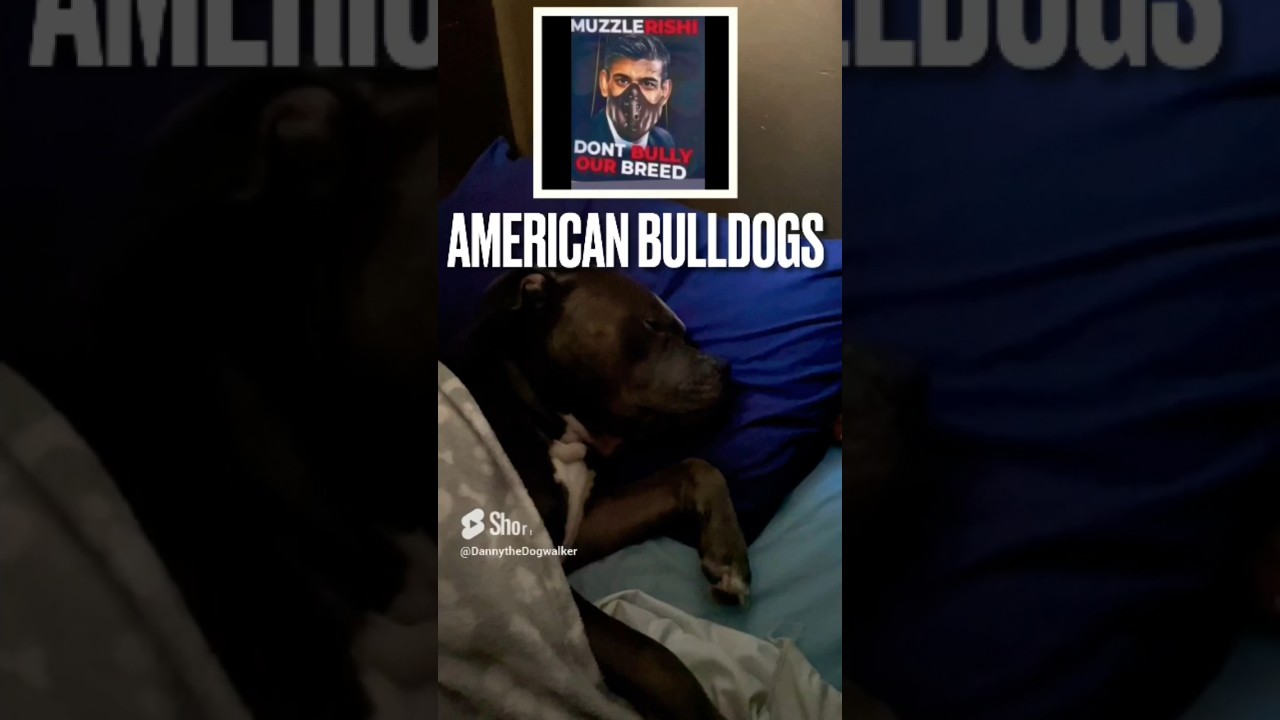 &ldquo;Dangerous&rdquo; Dog, Crisis. #dog #dontbullymybreed #americanbulldog #xlbully #dogtraining #funny