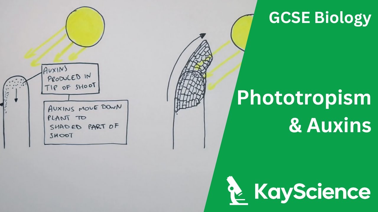 GCSE Biology - Phototropism and Auxins