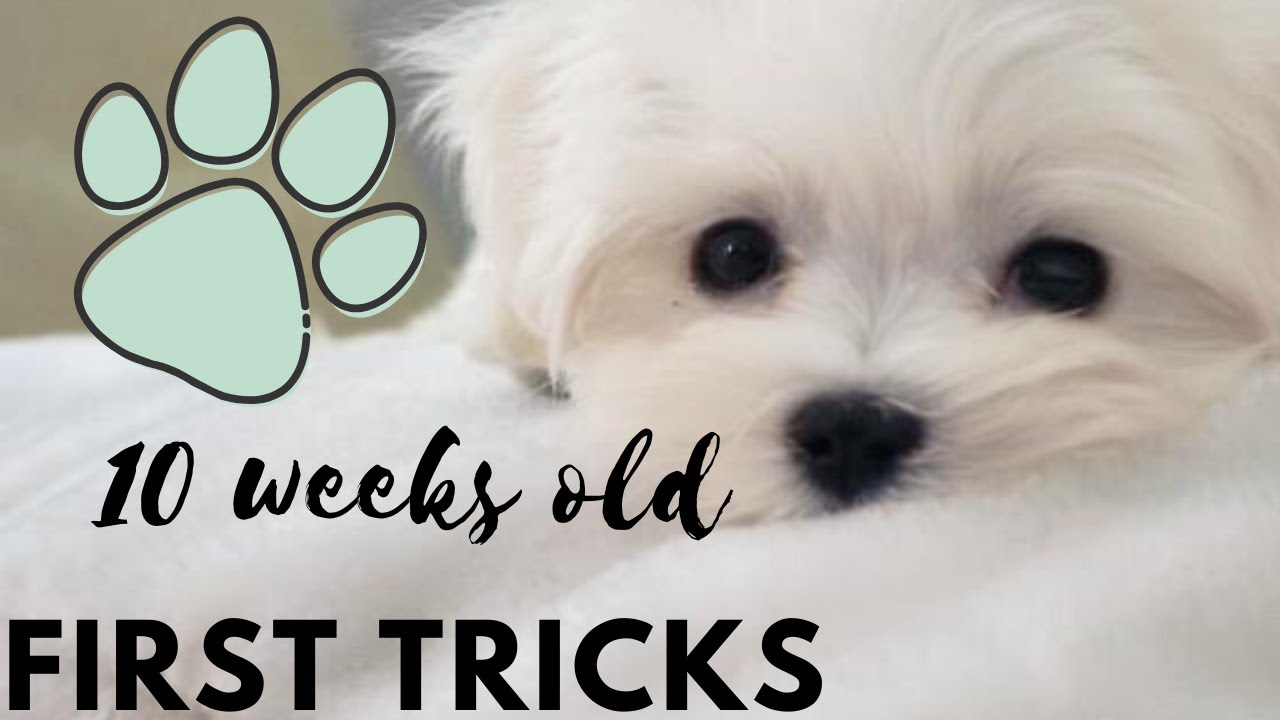 Cutest 10 weeks old maltese puppy learning his first tricks 🐶