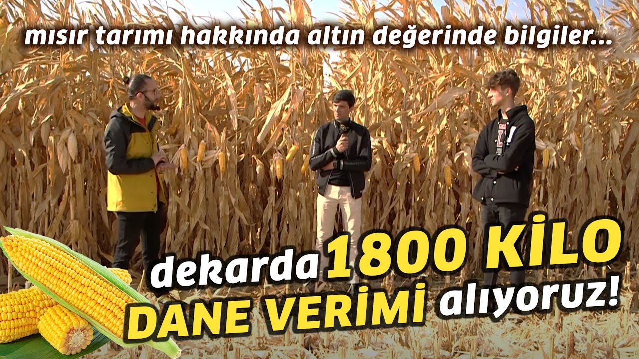 Dekarda 1800 KİLO DANE VERİMİ Alıyoruz!/Mısır Tarımı Hakkında Altın Değerinde Bilgiler-Tarımda Hayat