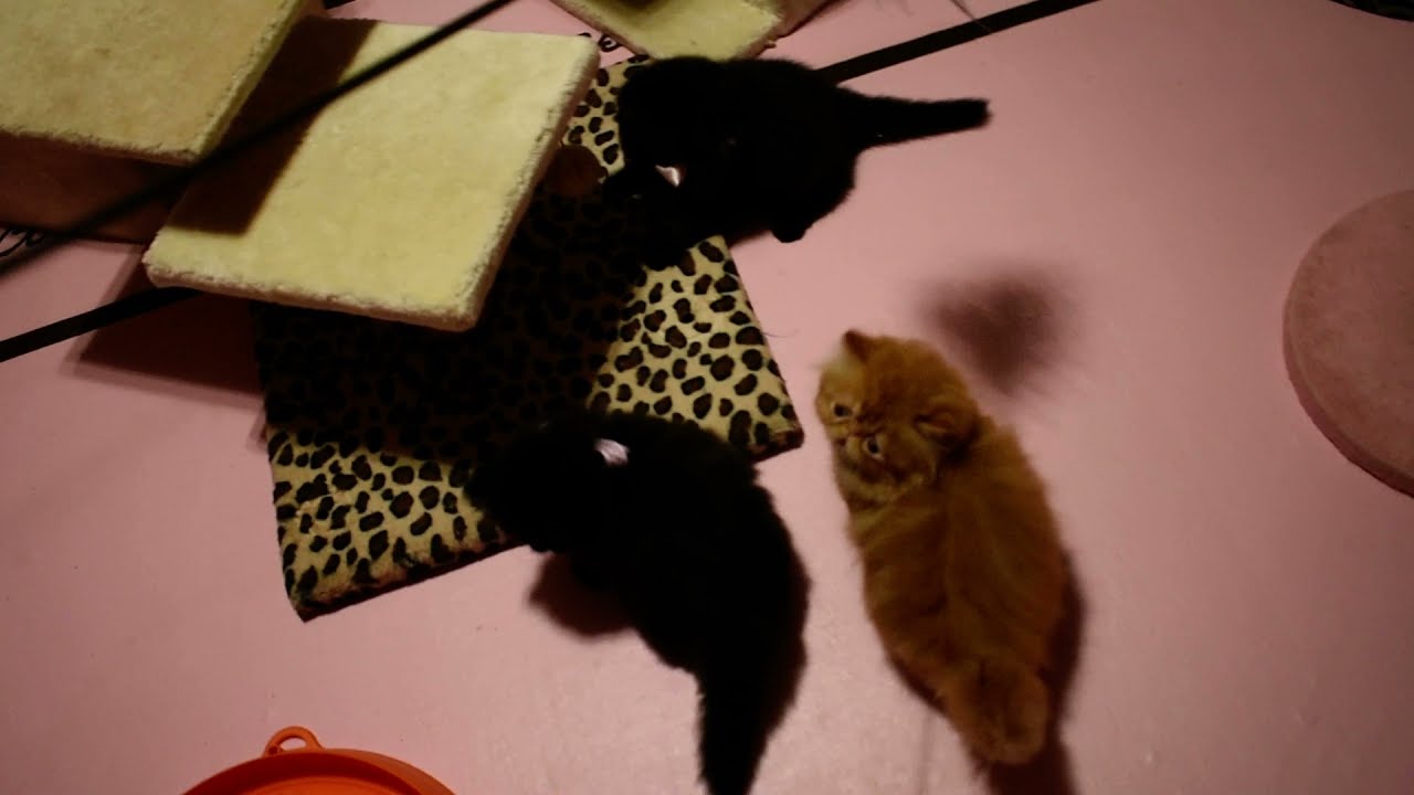 LOOK!! Periwinkle's Rambunctious 7 Week Old ALL Persian Kitten Litter :o