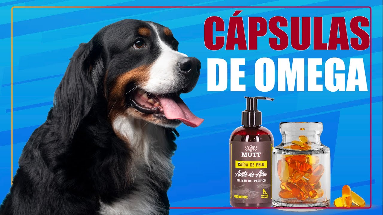 CÓMO ELEGIR OMEGA 3 PARA TU PERRO 💊🐩