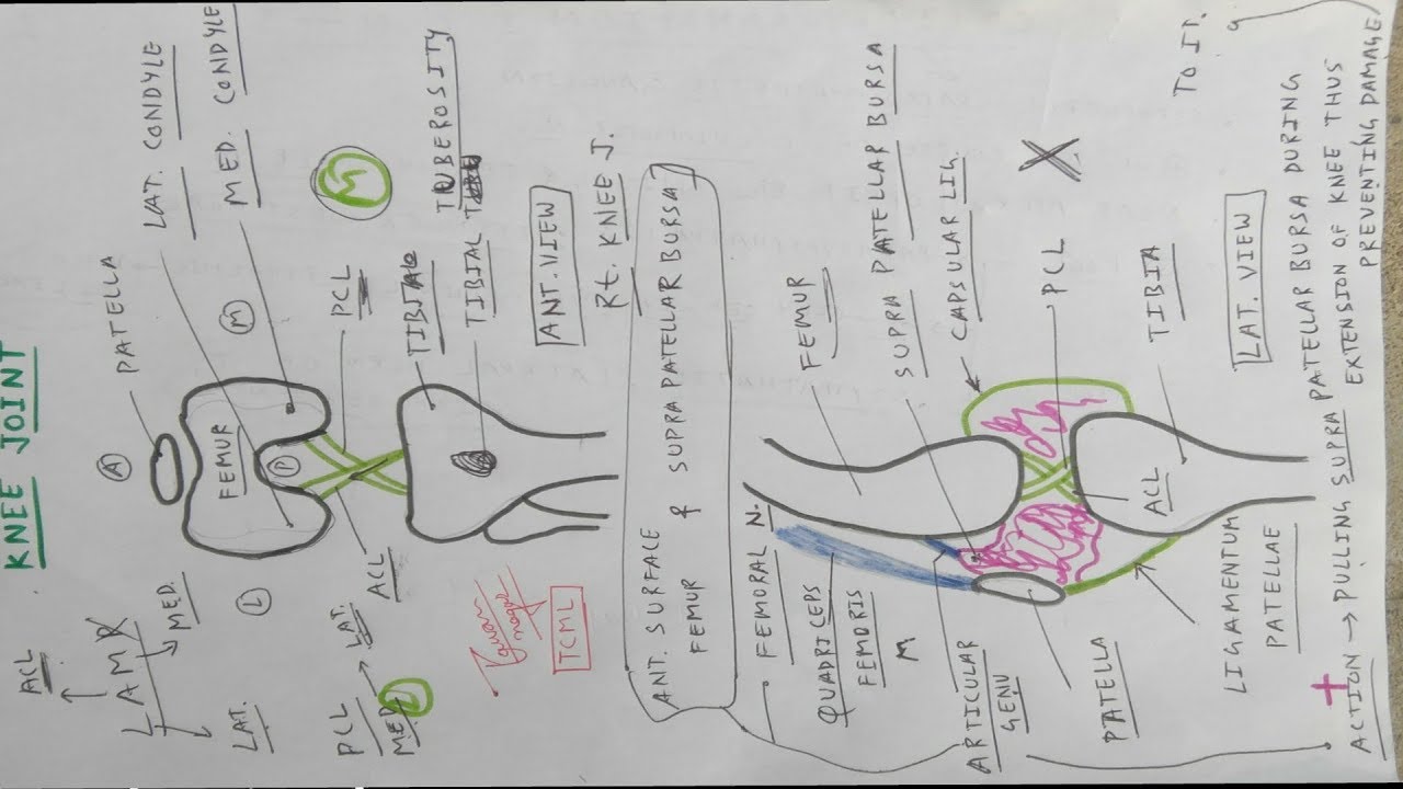Knee Joint- 3, Ligament Diagram | TCML