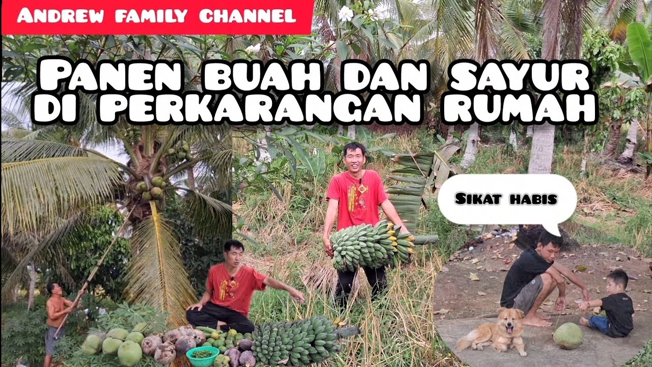 SEPERTI INI HASILNYA PANEN BUAH DAN SAYUR YANG ADA DI SEKELILING RUMAH 
