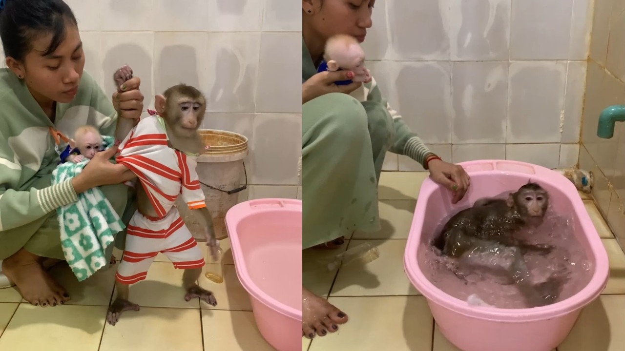 Spa Day! Undressing and Bathing My Monkey While Holding the Newborn 🐒