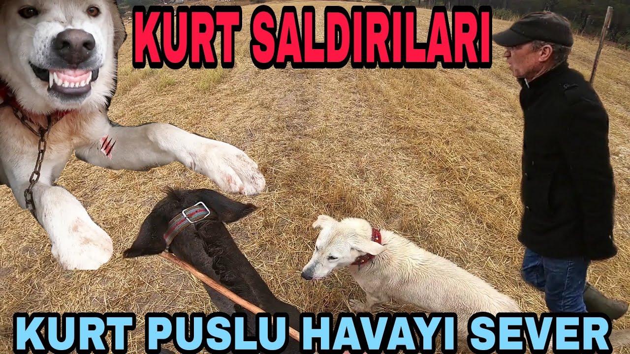 KURT SALDIRILARI!! HAVA PUSLU~TORAMANI YARALAMIŞALAR!! ŞAŞIRTAN HEDİYELER