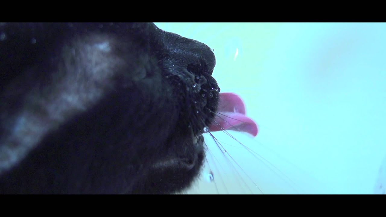 Raya - The Thirsty Cat
