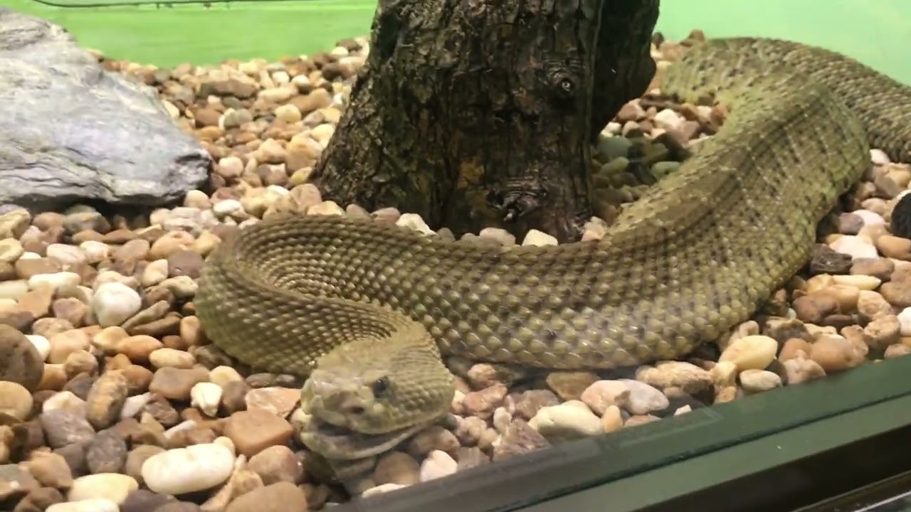 Reptile World Serpentarium **** (est. 1972), St. Cloud, Florida