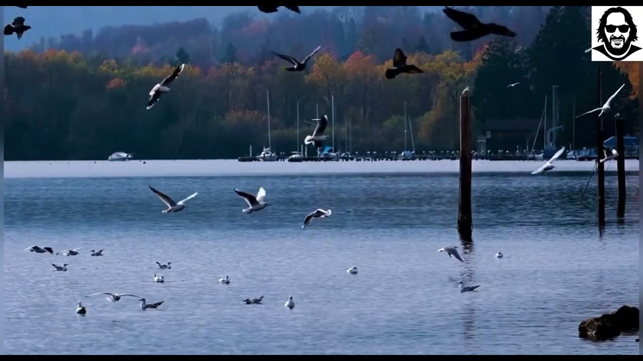 علموني عنيكي-محمد منير- Music Cover-Mohamed Mounir#music #musicvideo 
