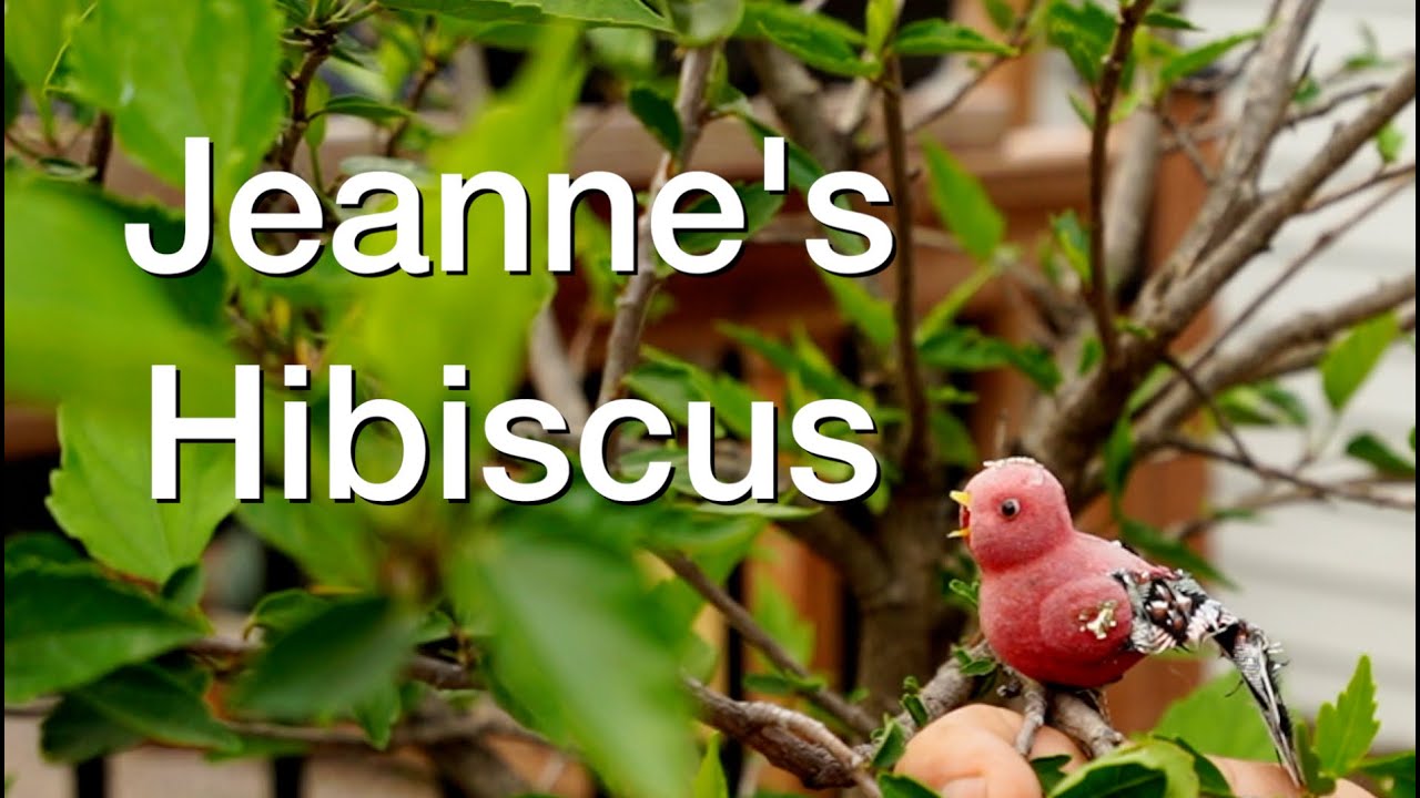 Jeanne's Hibiscus:  Dave's Bonsai E242