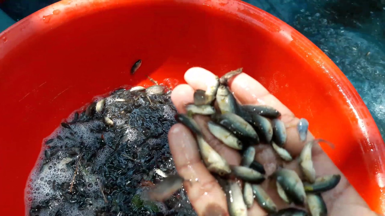 climbing perch Anabas testudineus Fish Farming Bangladesh