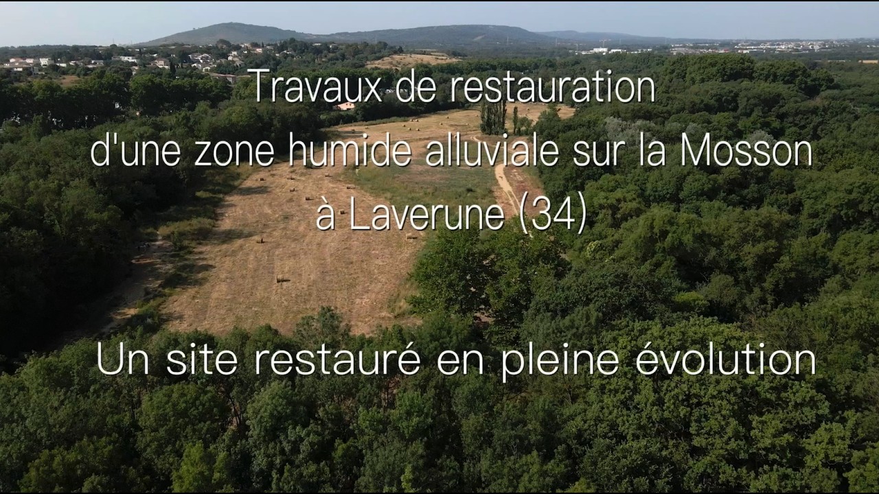 Travaux de restauration d'une zone humide alluviale sur la Mosson à Laverune (34)