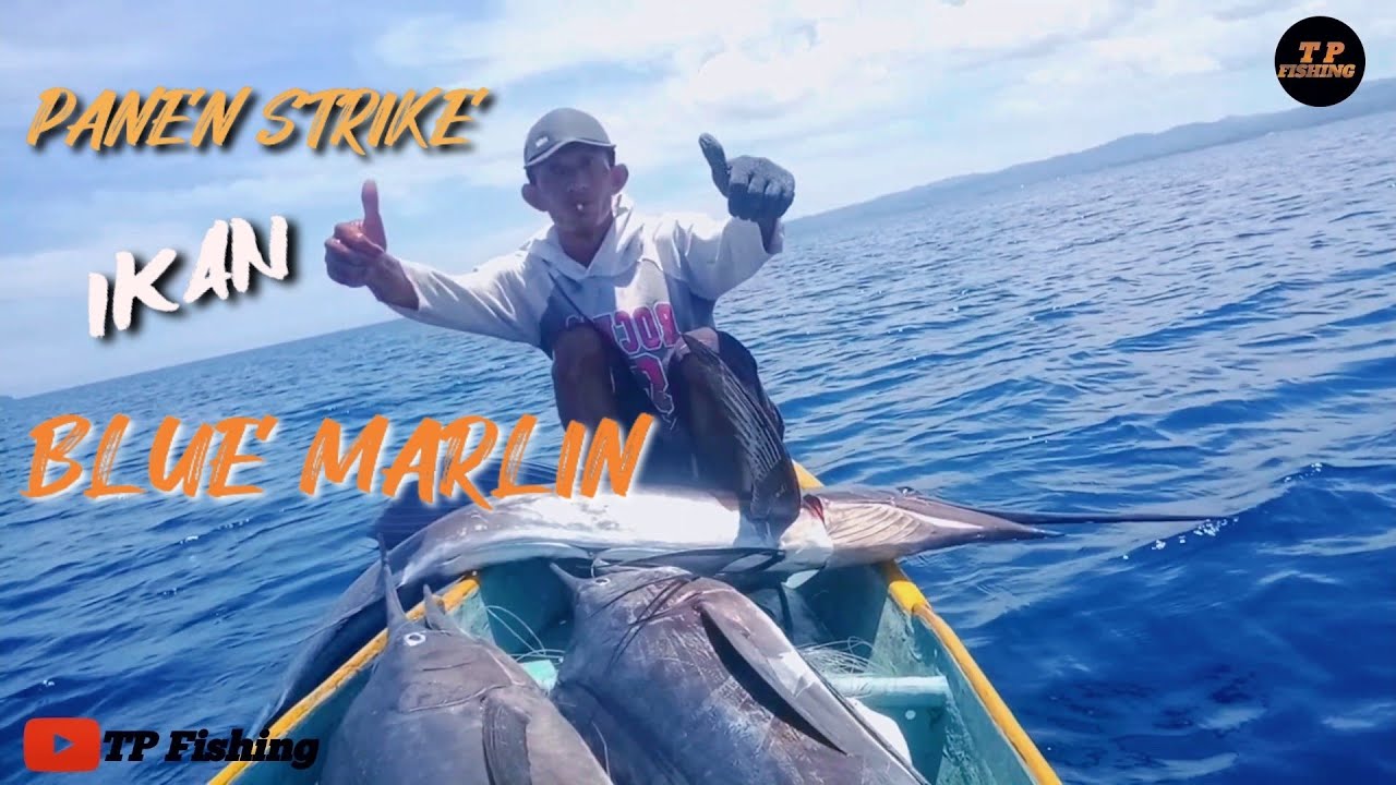 PANEN STRIKE IKAN MONSTER BLUE MARLIN  || IKAN LAYAR