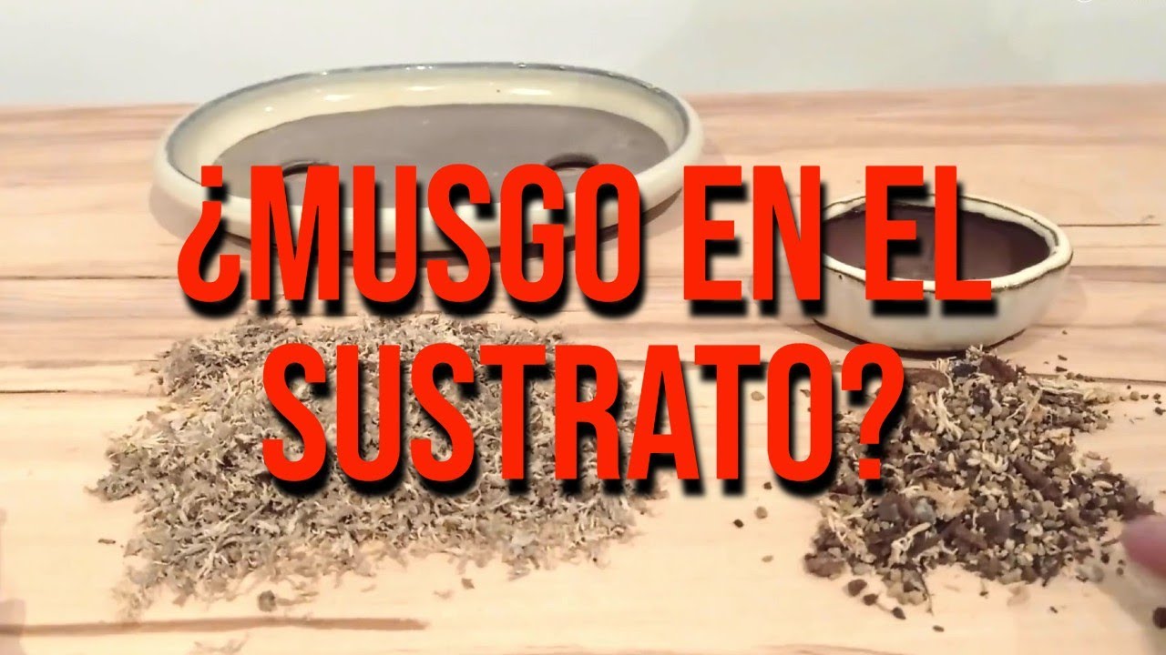 ¿Por qué uso Musgo Sphagnum en mi Sustrato? - BONSAIS