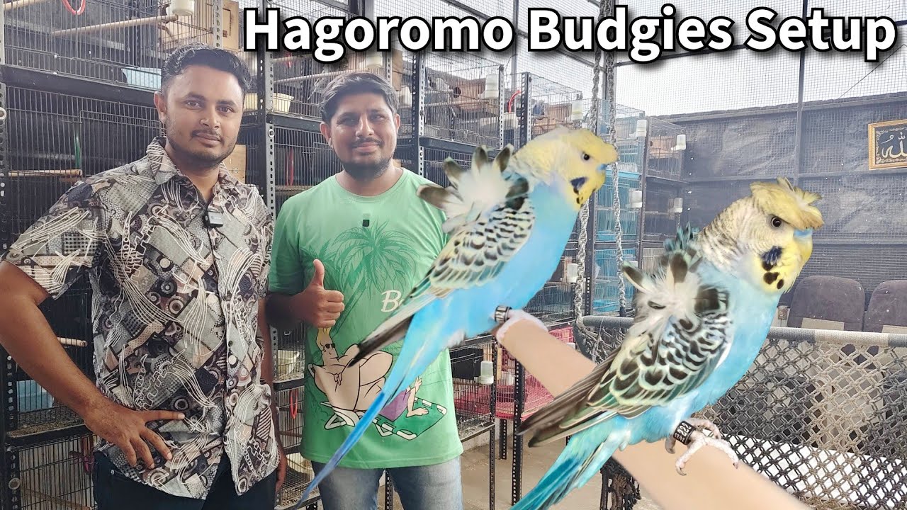 Hagoromo Budgies Setup | Moin Bird Zone | Rainbow Budgies Champion