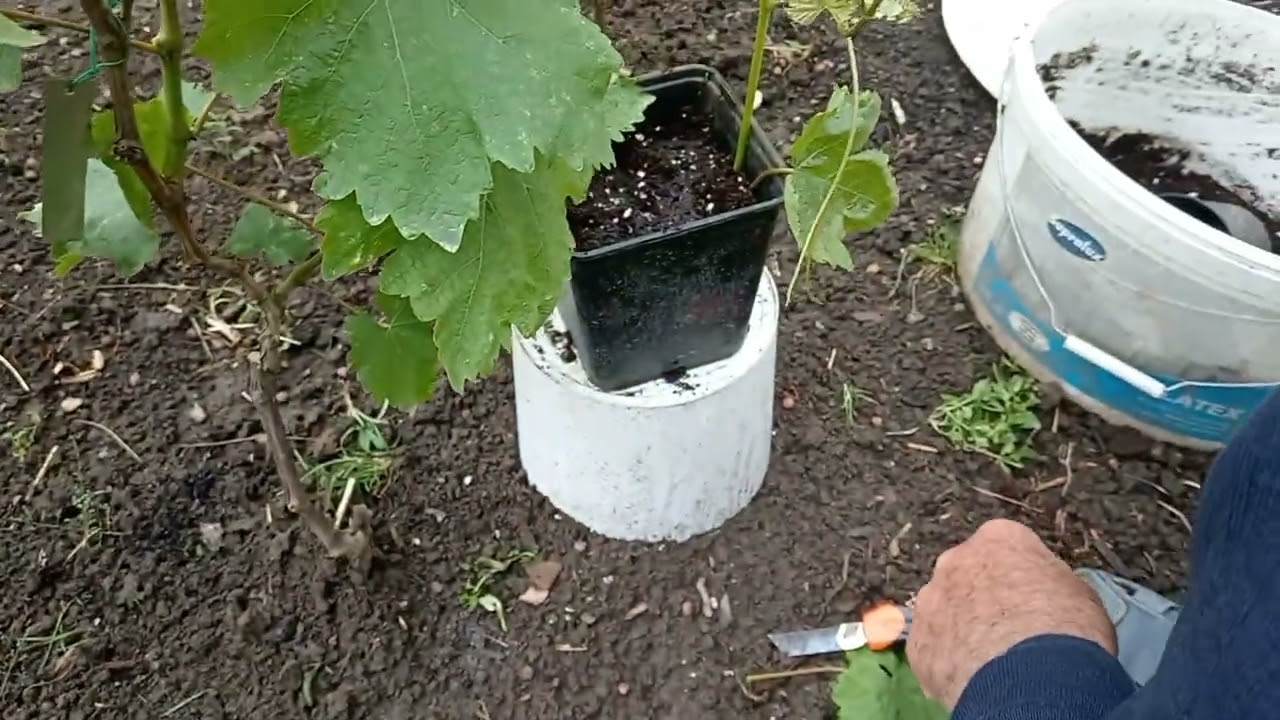 A szőlő zöld bujtása (green layering) konténerben