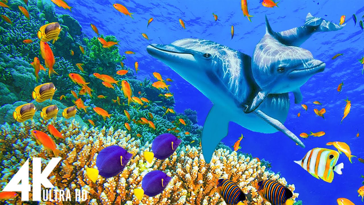 Ocean Reef 4K - видео с красочными редкими морскими существами - расслабляющие звуки