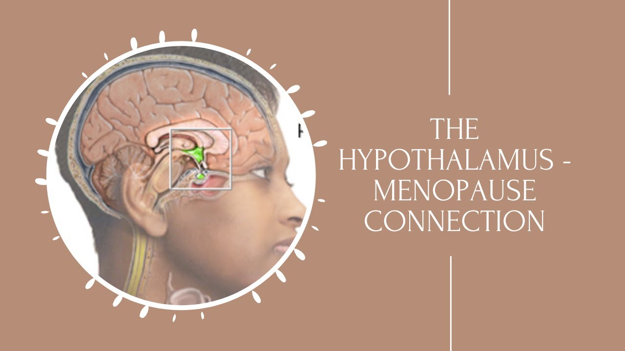 Menopause and the Hypothalamus - What Is the Connection?