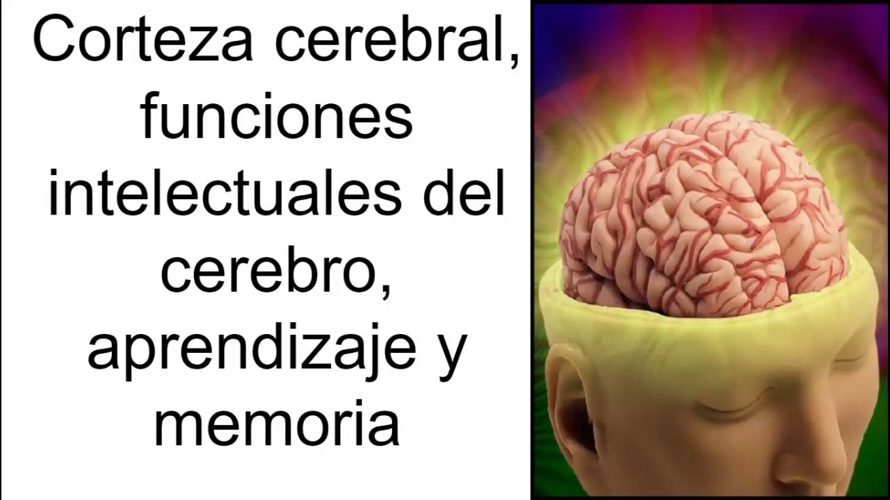 Corteza cerebral, funciones intelectuales del cerebro, aprendizaje y memoria | Fisiología