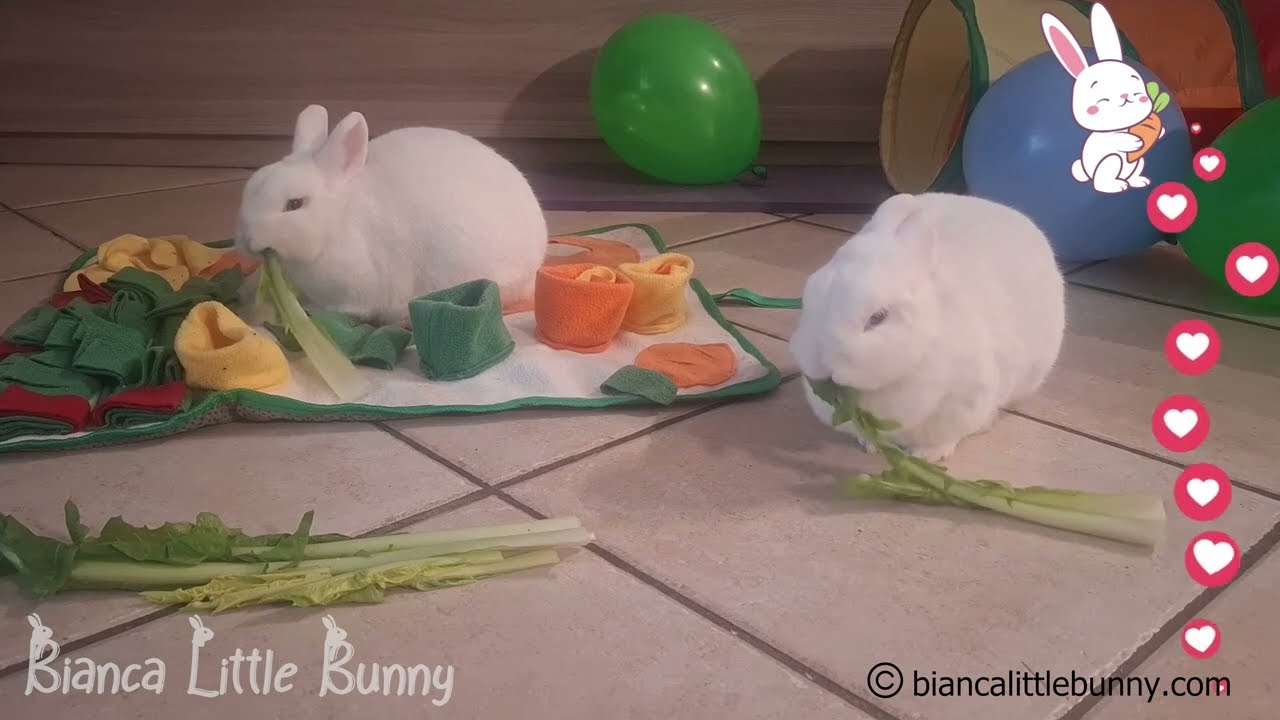 Inverno in Casa: Due Conigliette e la Catalogna Fresca 🥬❄️