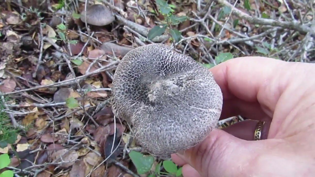 Tricholoma squarrulosum, fungi. Μανιτάρι
