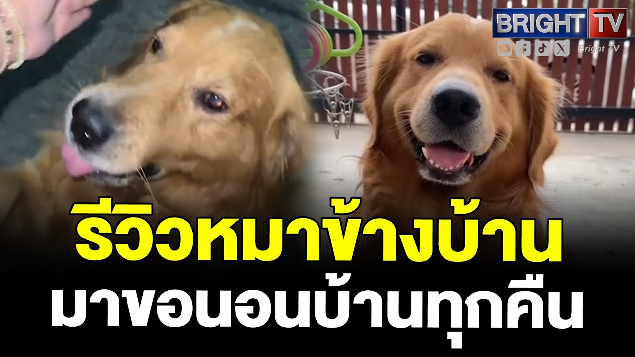 น้องหมาโกลเด้นท์ สุดแสบ! อ้อนข้างบ้านขอนอนด้วยทุกคืน กลางวันถึงจะกลับบ้านตัวเอง