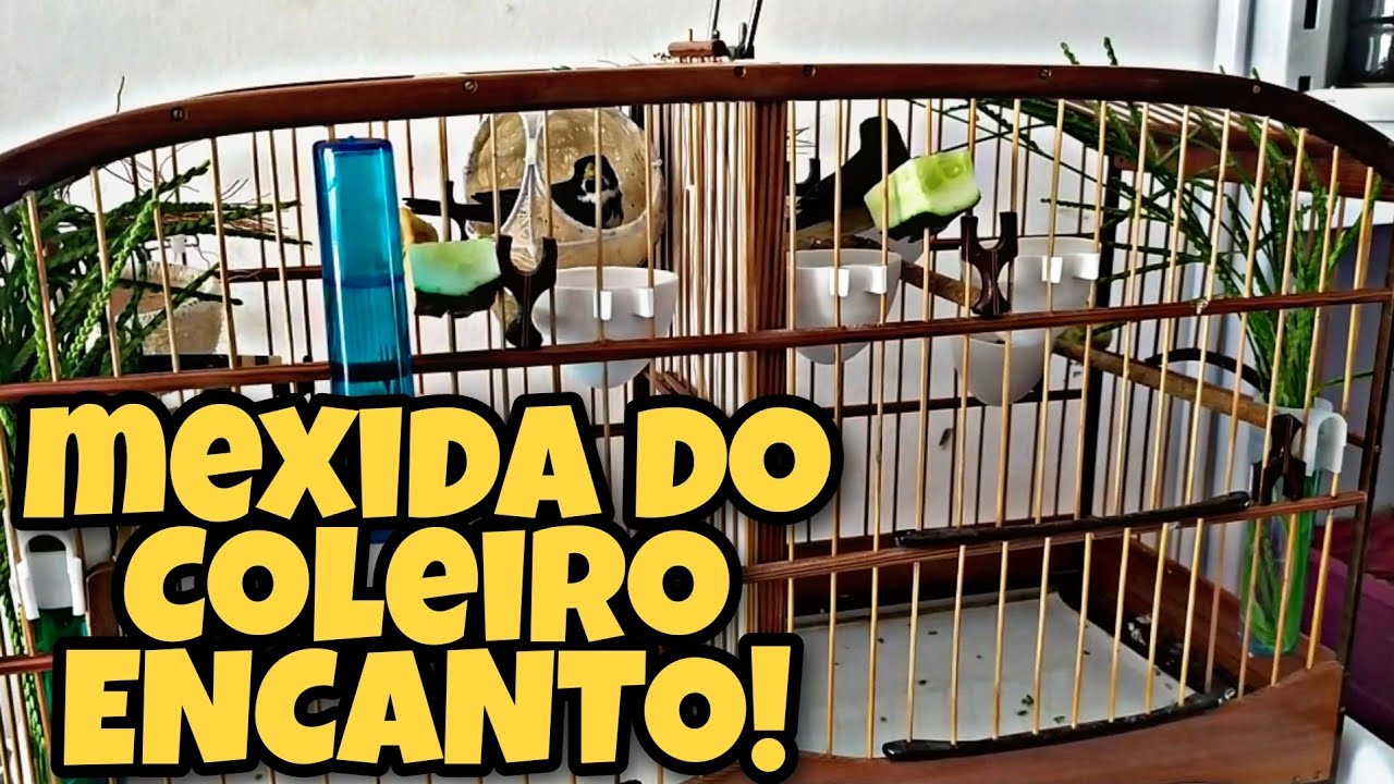 entrou LINDO na FÊMEA, mexida desse COLEIRO firme!