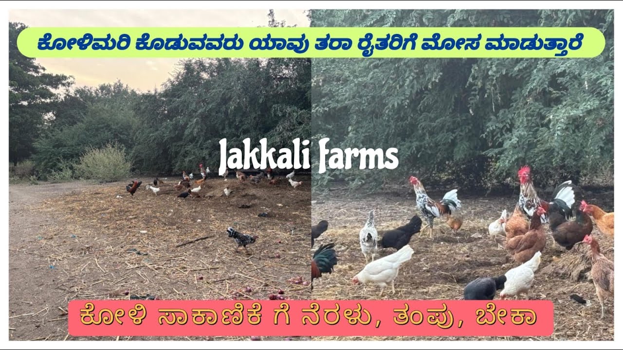 ಕೋಳಿ ಮರಿ ಕೊಡುವವರು ಯಾವು ತರಾ ರೈತರಿಗೆ ಮೋಸ ಮಾಡುತ್ತಾರೆ..