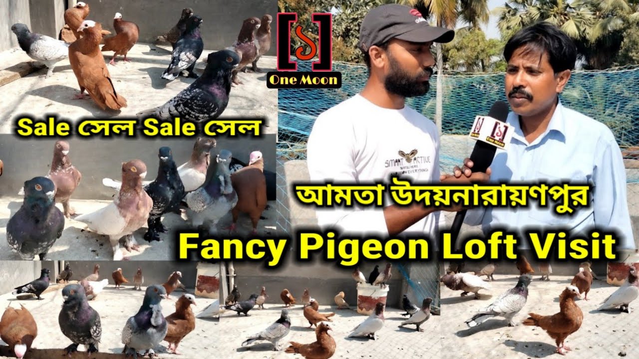 Fancy Pigeon Loft Visit at Howrah Udaynarayanpur || One Moon