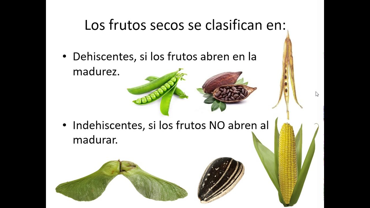 Frutos secos