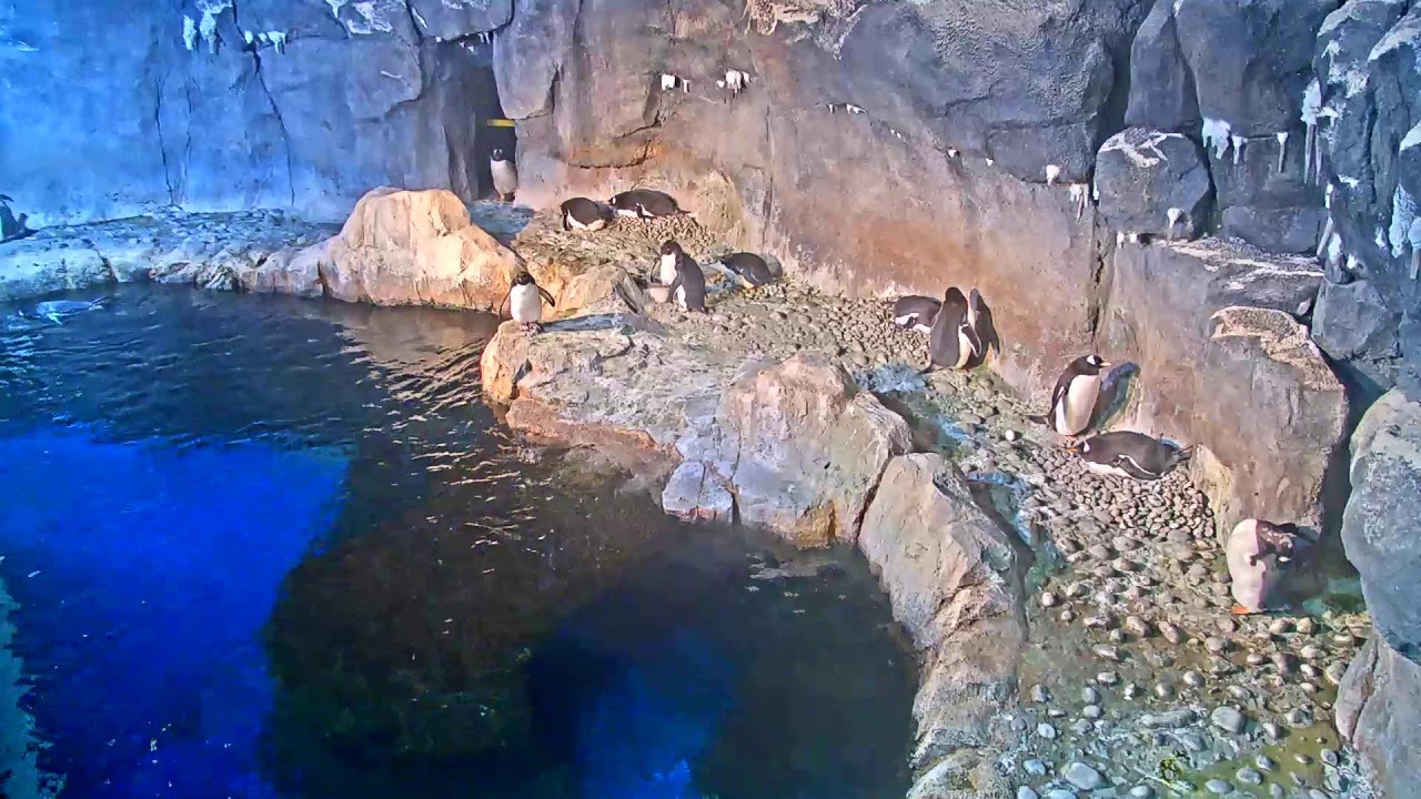 Penguin Cam Live | Pittsburgh Zoo & PPG Aquarium Webcam