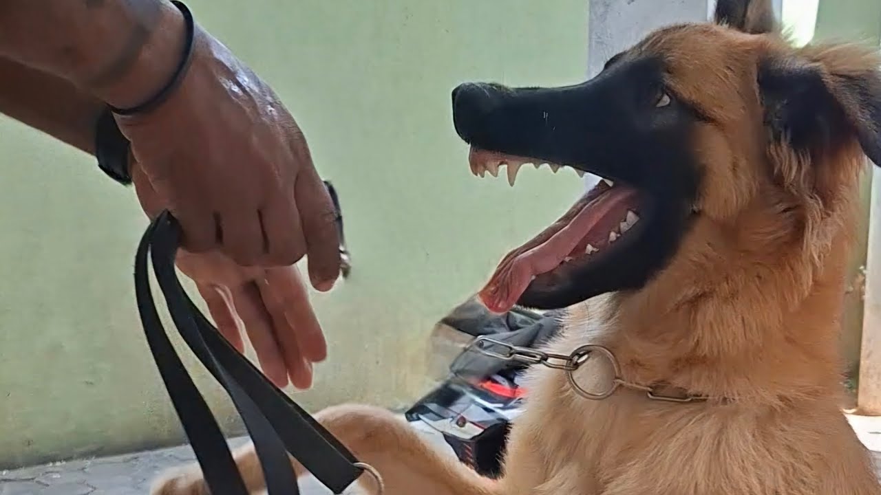 දඟකාර රූබිගේ දින 10ක වෙනස! - German Shepherd Training | Ceylon K9 Academy