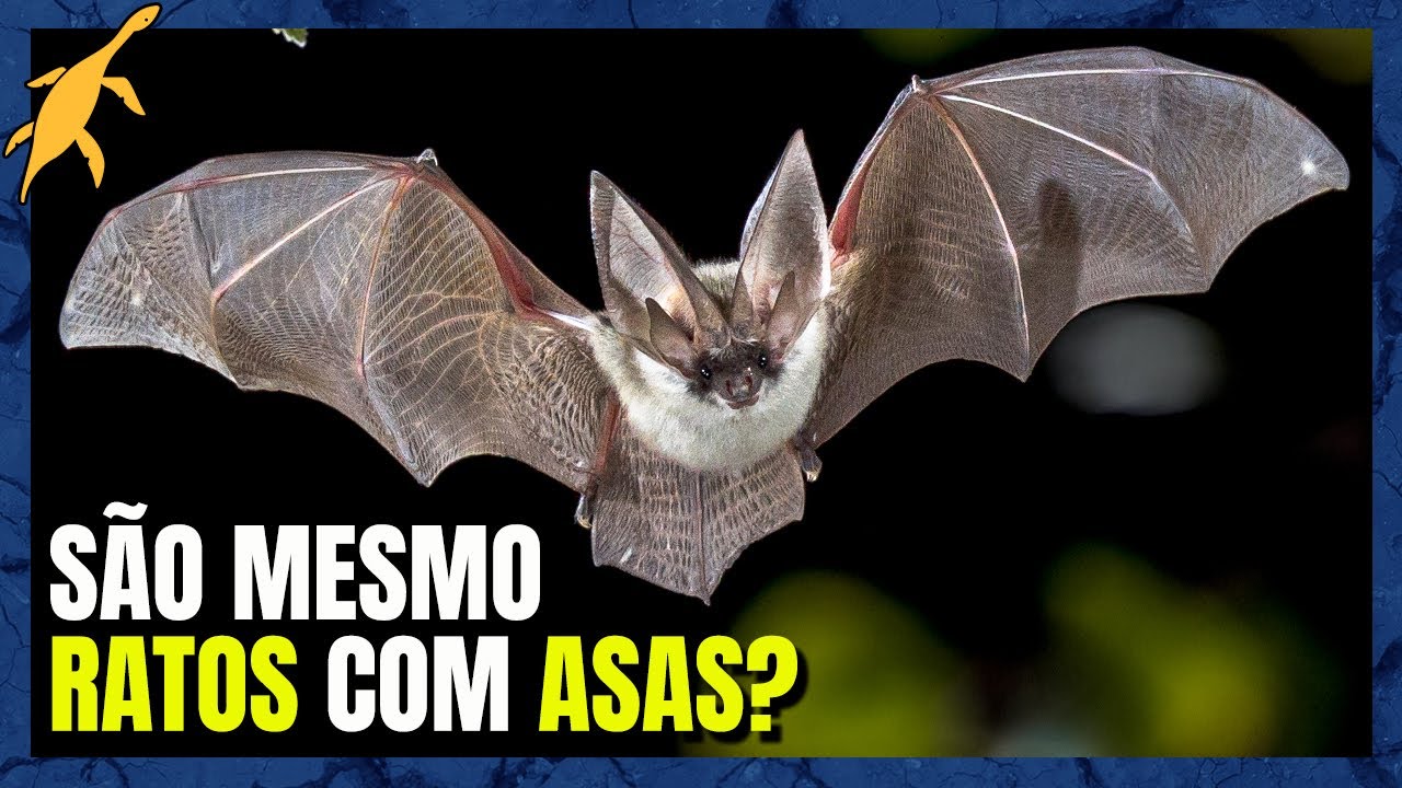ORIGEM e EVOLU&Ccedil;&Atilde;O dos MORCEGOS (Chiroptera)