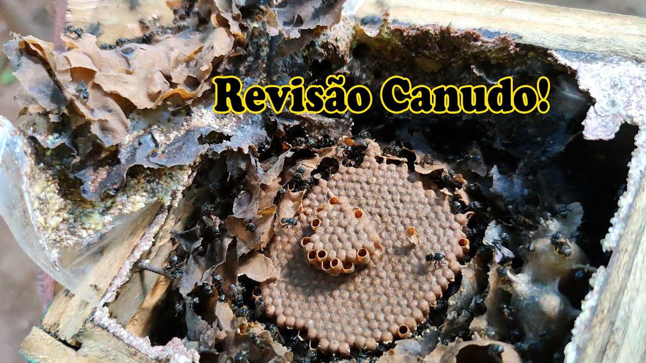 REVISÃO DE ABELHA CANUDO | CRIANDO ABELHAS!