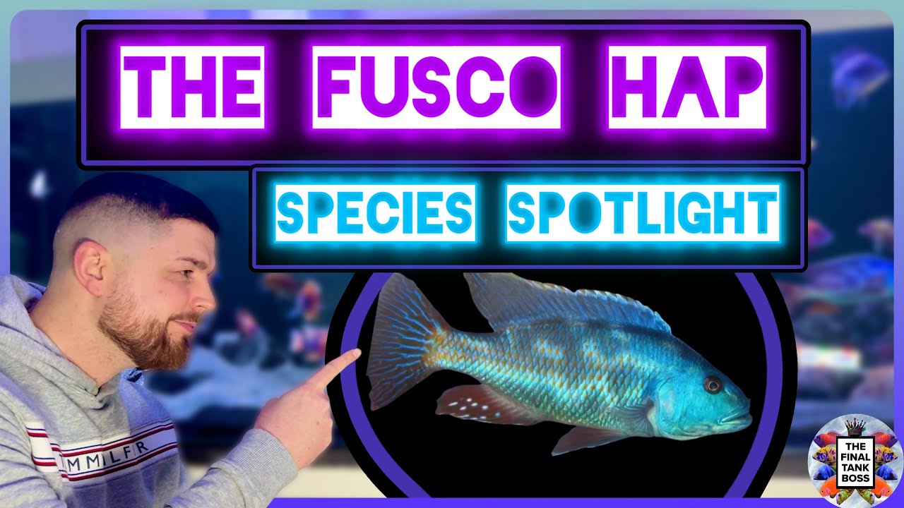 Почему Fusco Hap недооценен | В центре внимания – вид