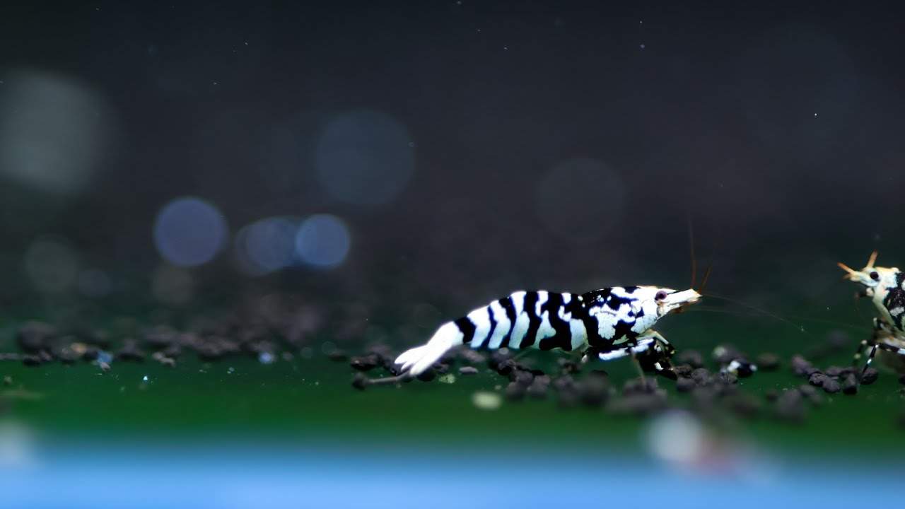 Black fancy tiger