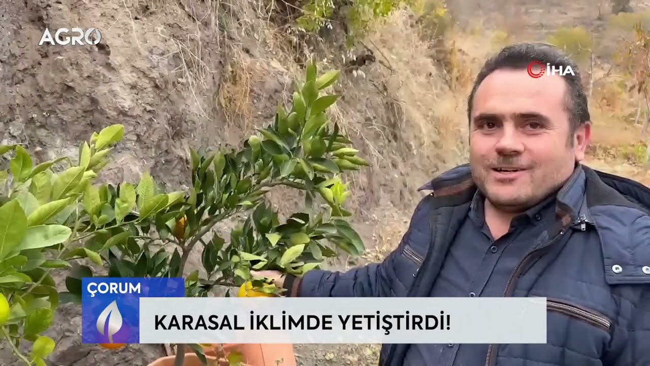 Olmaz Denileni Yaptı Karasal İklimde Tropikal Meyve Üretti! / AGRO TV HABER