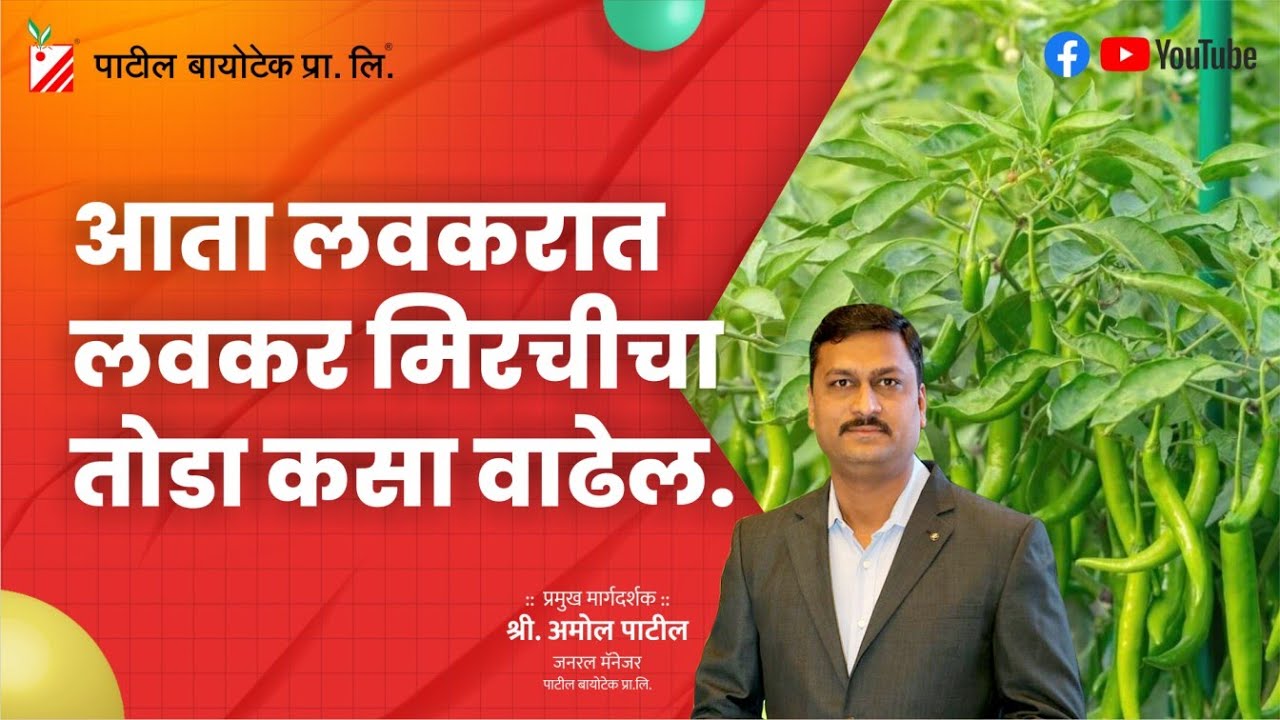 आता लवकरात लवकर मिरचीचा तोडा कसा वाढेल #patilbiotech
