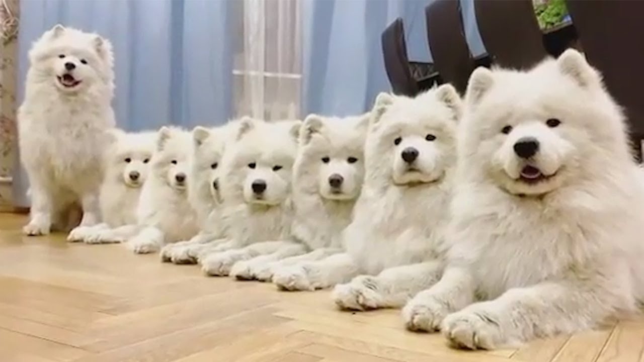 The funniest animal makes you happy forever   Funny cats and dogs compilation