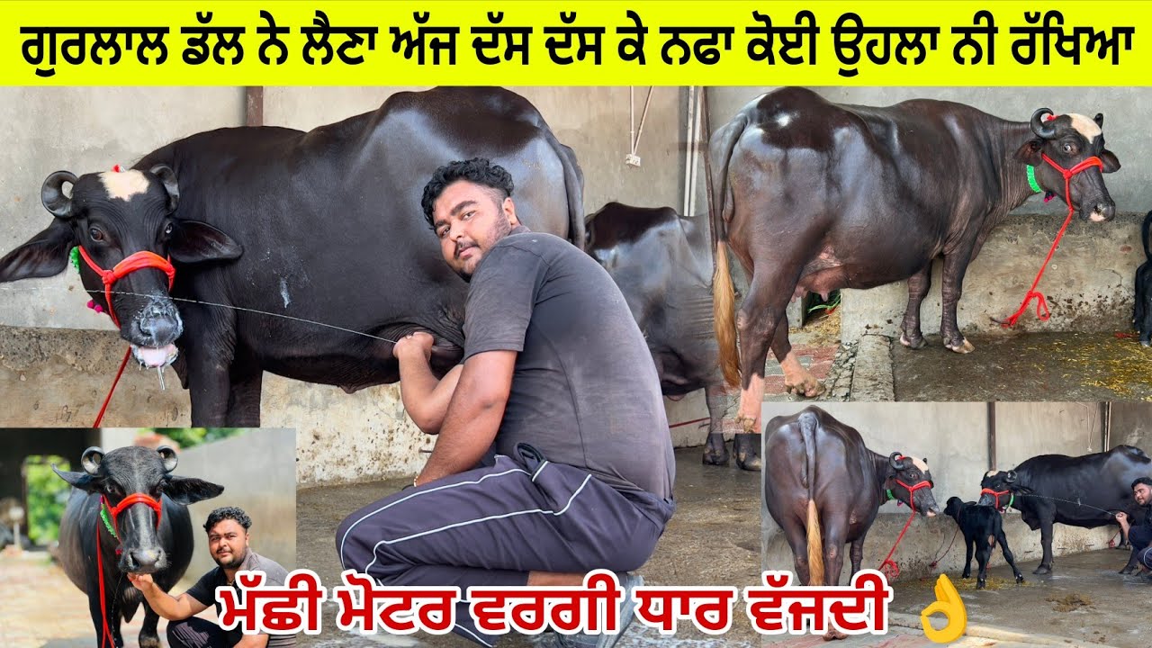 ਗੁਰਲਾਲ ਡੱਲ ਨੇ ਲੈਣਾ ਅੱਜ ਦੱਸ ਦੱਸ ਕੇ ਨਫਾ ਕੋਈ ਉਹਲਾ ਨੀ। 4 ਮੱਝਾਂ ਵਿਕਾਉ ਵੇਖੋ ਭਾਅ ਲੁੱਟ ਲਉ ਮੇਲਾ 👌
