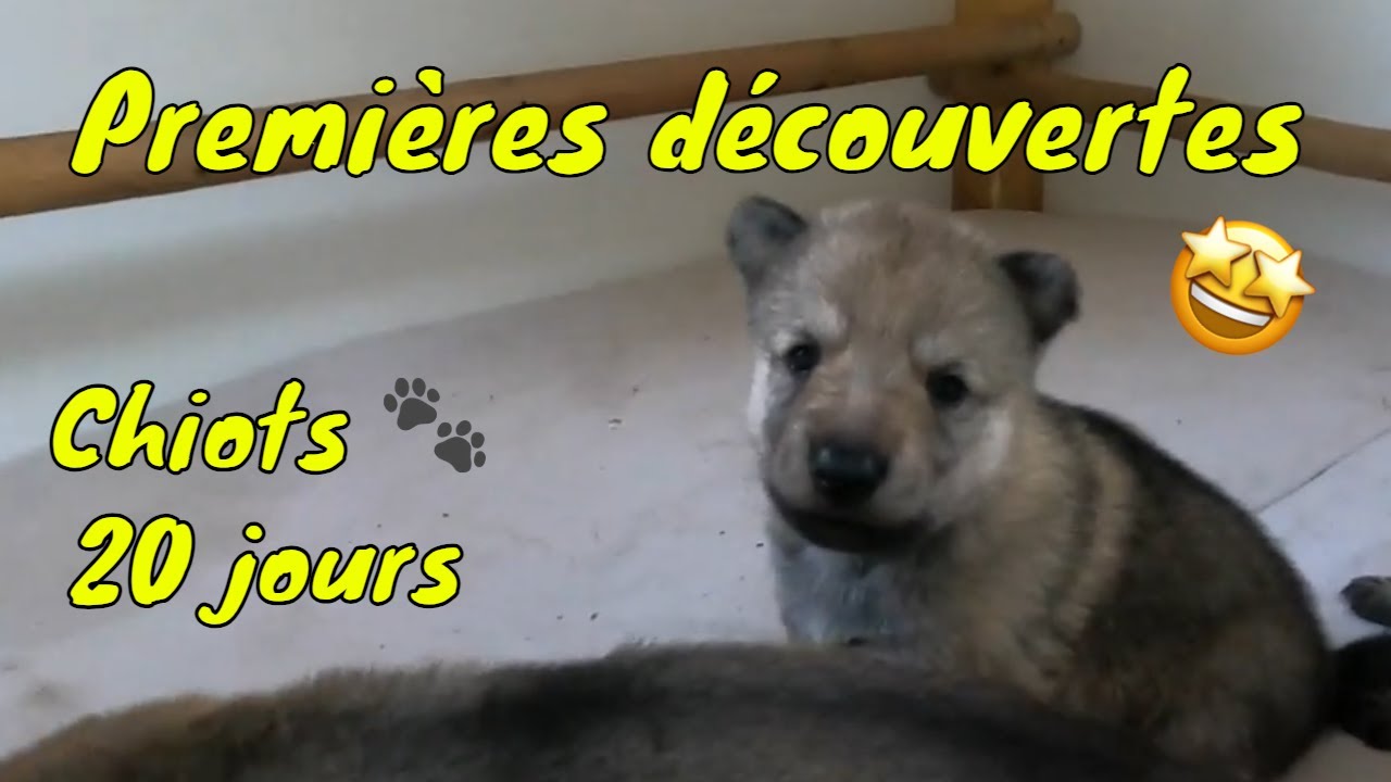 Chiots chien-loup tchécoslovaque de 3 semaines - L'Orée du Loup