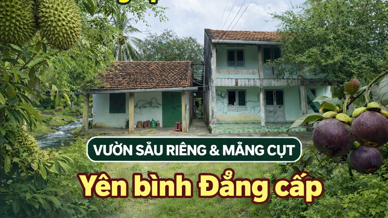Nhà vườn 8500m2 Có SẦU RIÊNG - MĂNG CỤT  ai cũng muốn sở hữu 250m thổ cư giữa vườn trái cây 