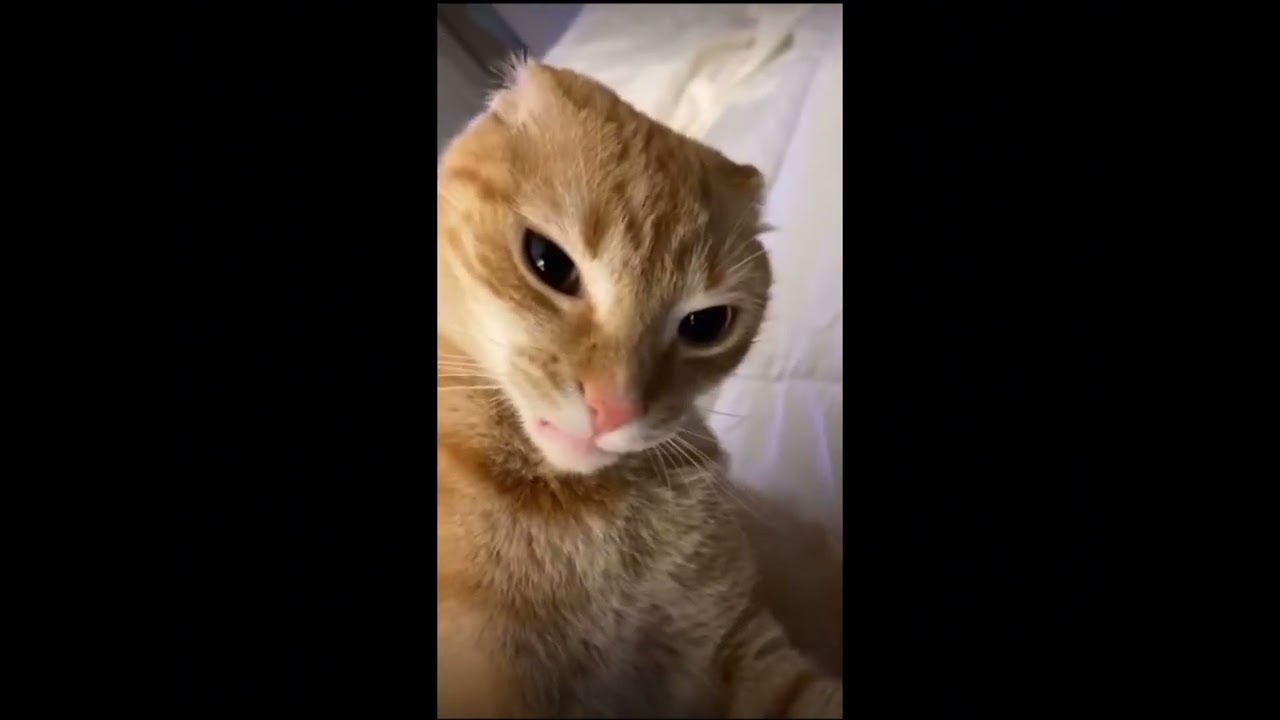 Stop your scaring me  cat ll credits to the owner #cat #funnycat